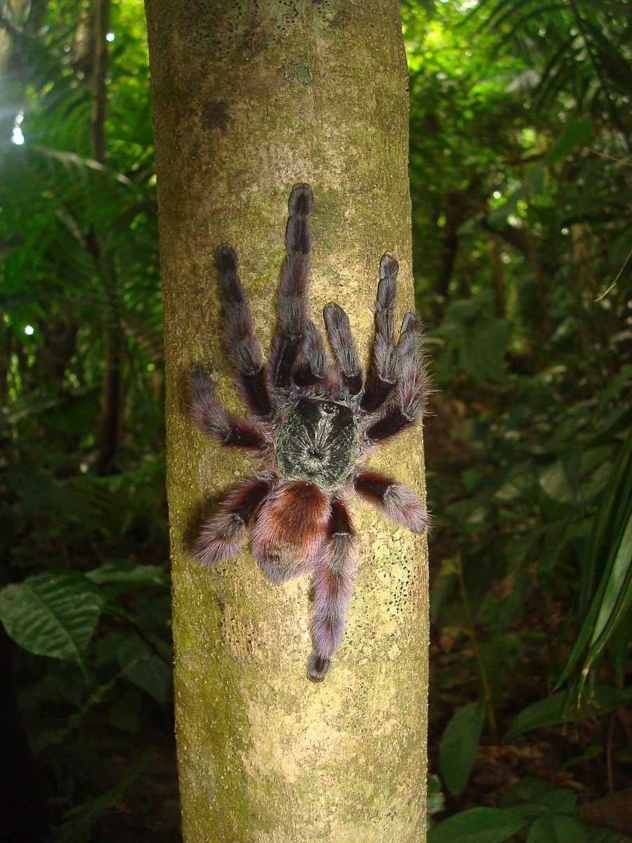 Faune Terrestre de Martinique An Kanion La Canyoning en Martinique