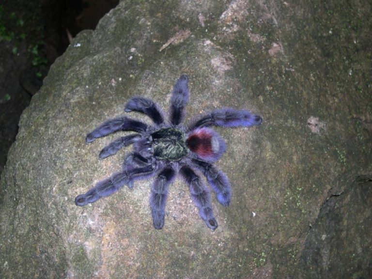 Faune Terrestre de Martinique An Kanion La Canyoning en Martinique
