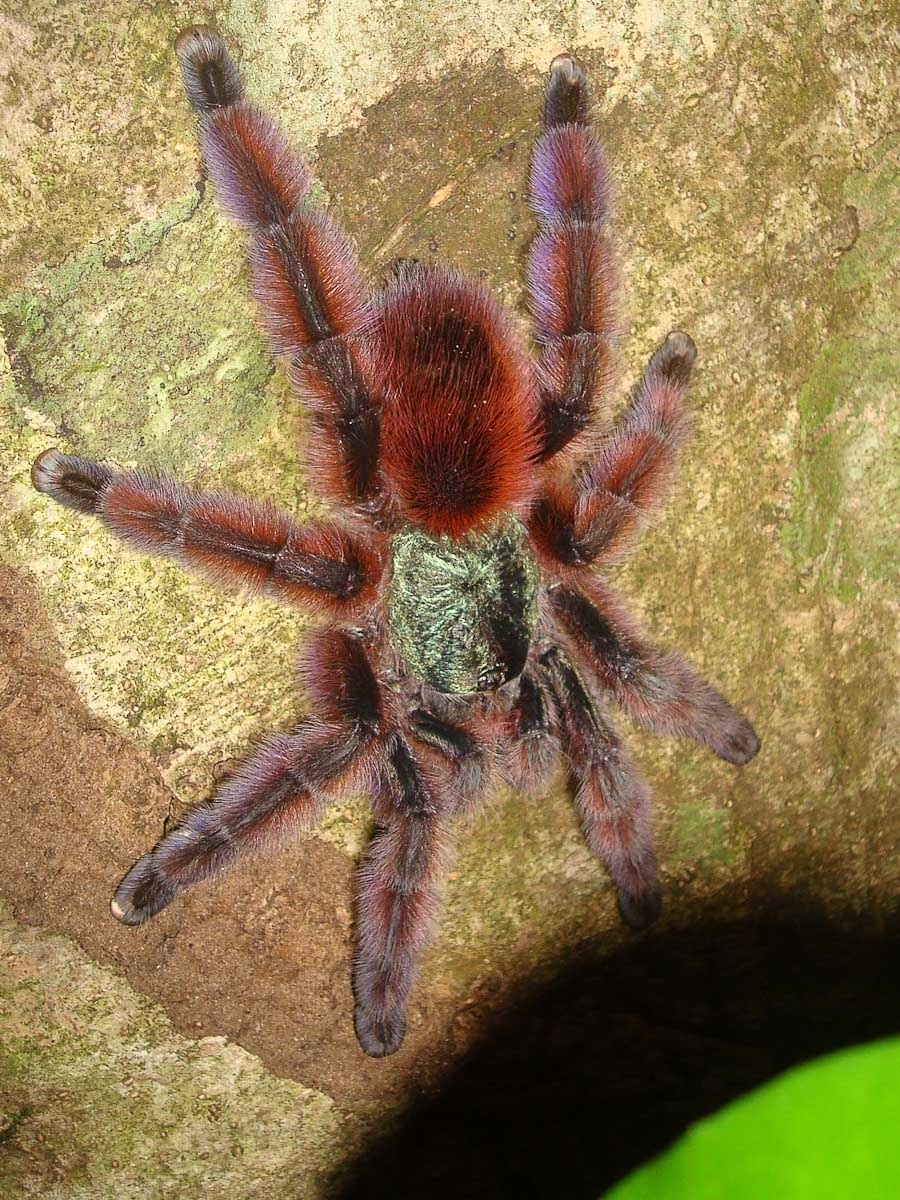 Faune Terrestre de Martinique An Kanion La Canyoning en Martinique