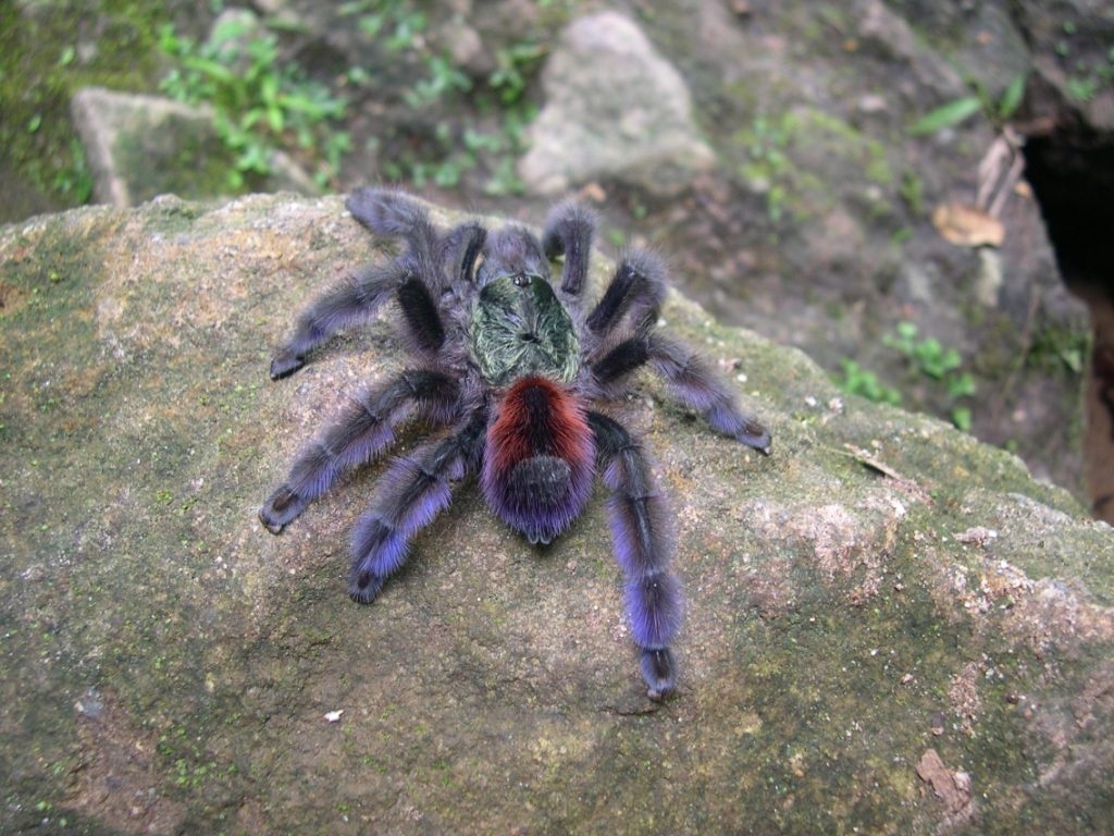 Faune Terrestre de Martinique An Kanion La Canyoning en Martinique