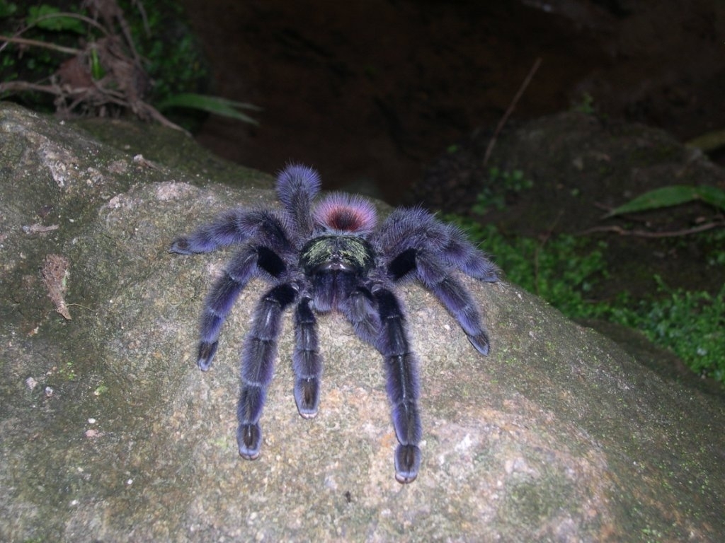 Faune Terrestre de Martinique An Kanion La Canyoning en Martinique